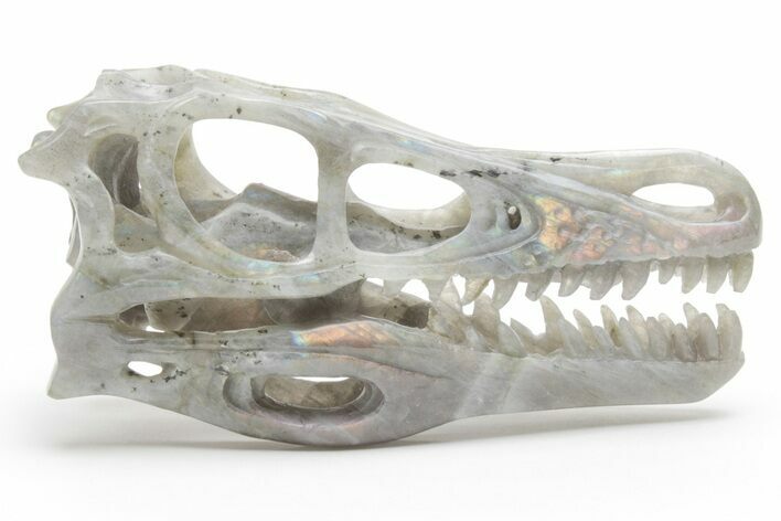 Carved Labradorite Dinosaur Skull #218492